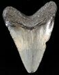 Bargain Megalodon Tooth - South Carolina #43623-1